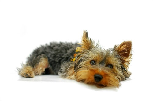Yorkshire Terrier