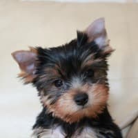 Yorkshire Terrier puppy headshot soft focus