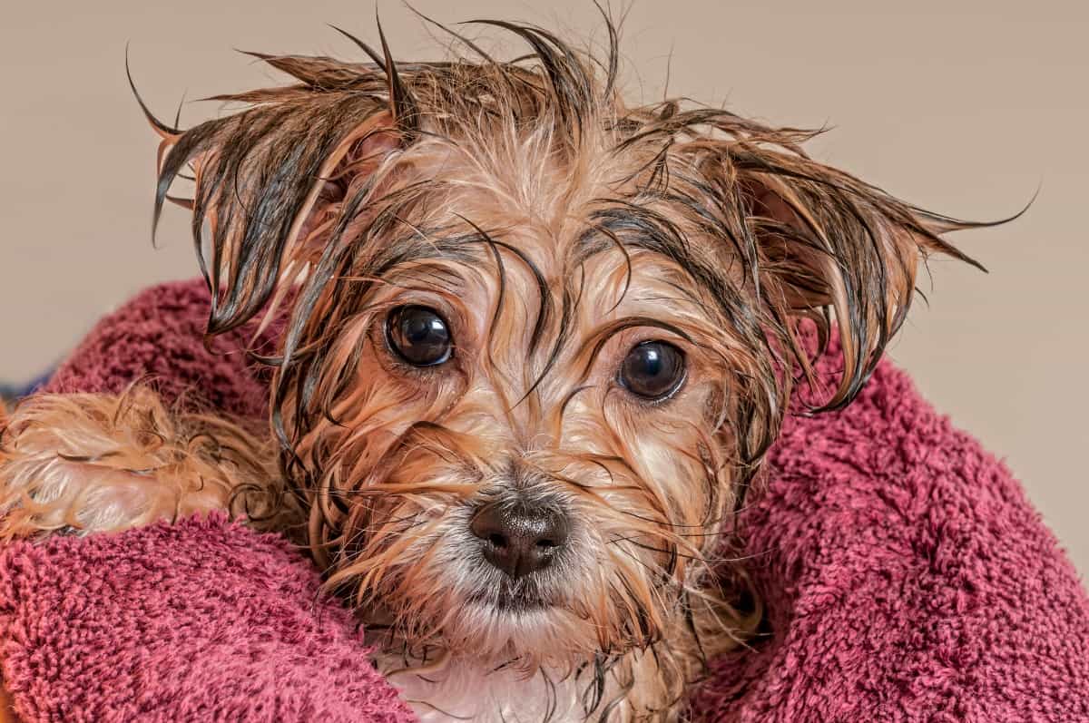 how long after being neutered can a dog have a bath